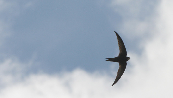 Faire des animations sur le martinet noir et les hirondelles avec la LPO